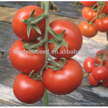 FT451 Semillas híbridas de tomate de calidad resistente a la enfermedad de Solong